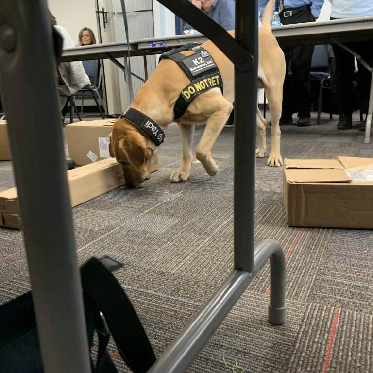 At the 2019 February Luncheon, a dog wearing a vest labeled "Do Not Pet" sniffs around cardboard boxes on the floor in a room with people sitting at tables. The dog, possibly from K2 Solutions, appears to be on a task, and some people in the background are watching it work.